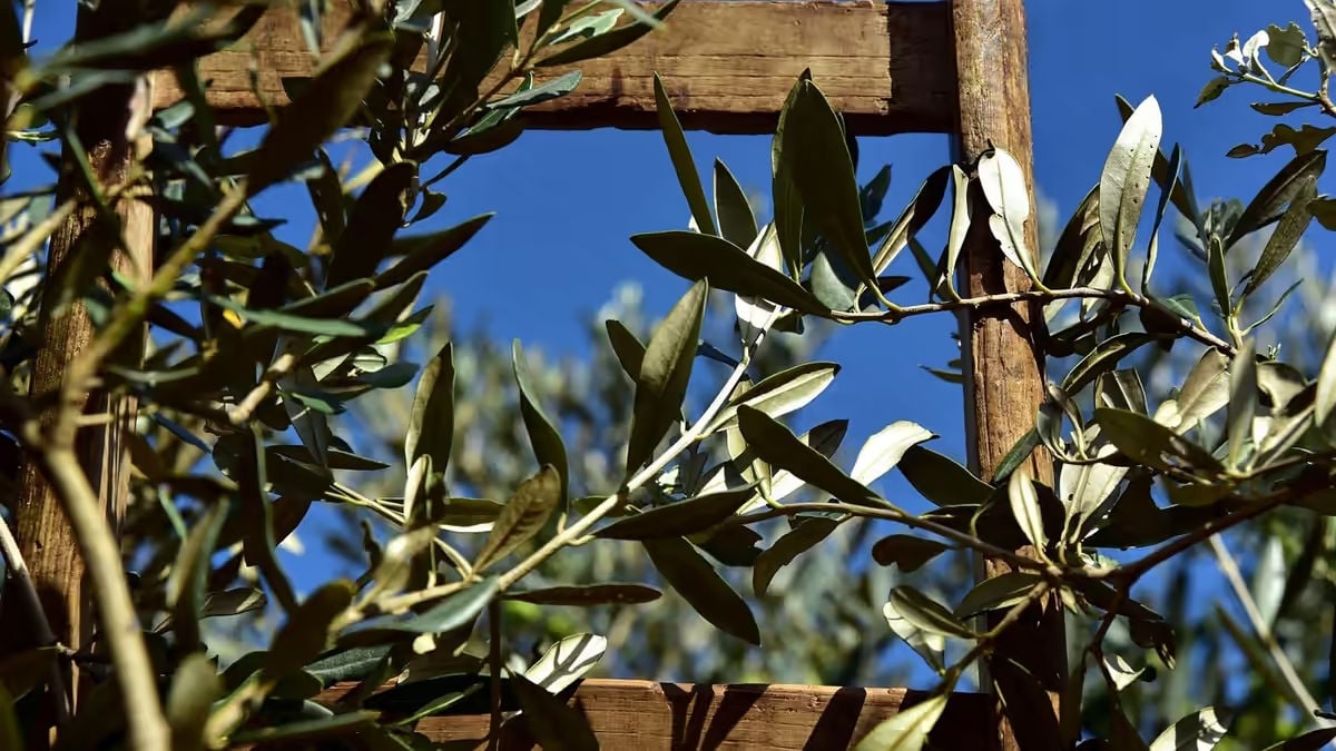Cover image for "The Longevity Power of Extra Virgin Olive Oil" by Laura Pezza